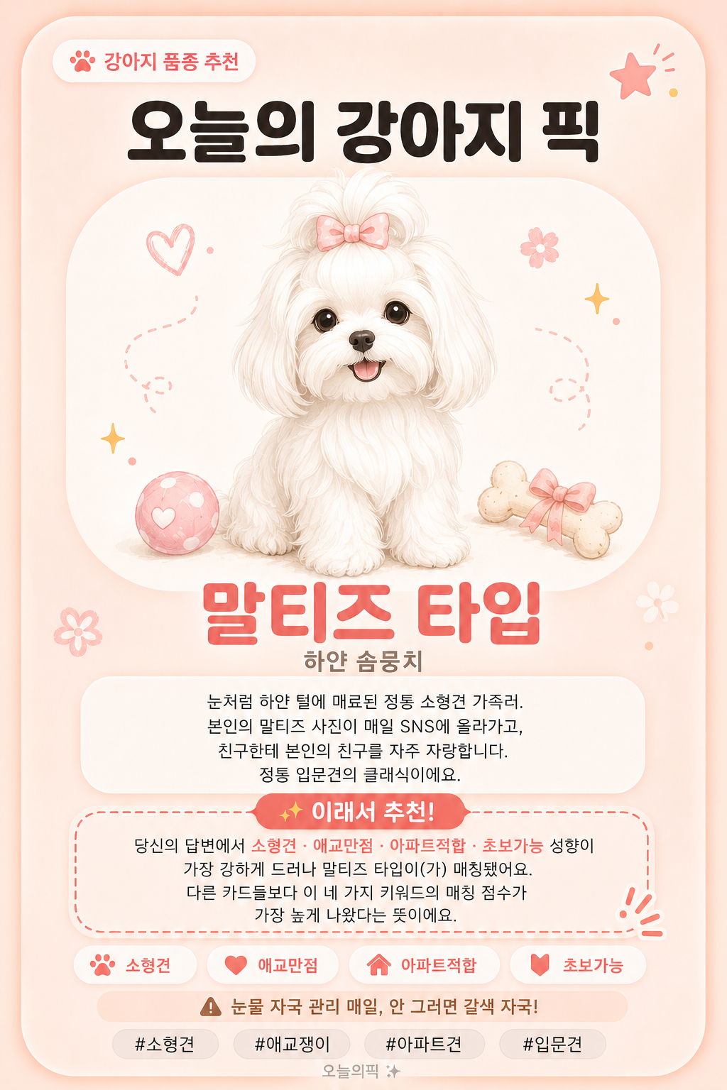 말티즈 타입 카드 이미지