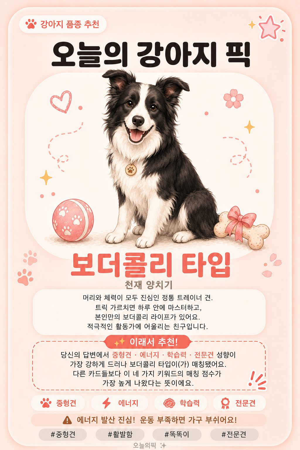 보더콜리 타입 카드 이미지